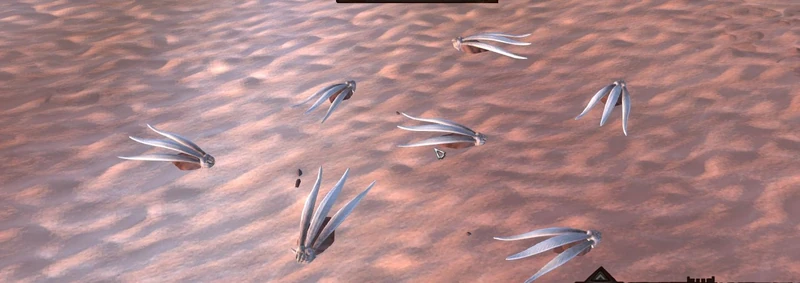 A pack of Skimmers buried under the sand; the white fan-shaped mouthplates breaking the surface are the only warning